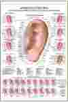 AURICULOTERAPIA - POSTER